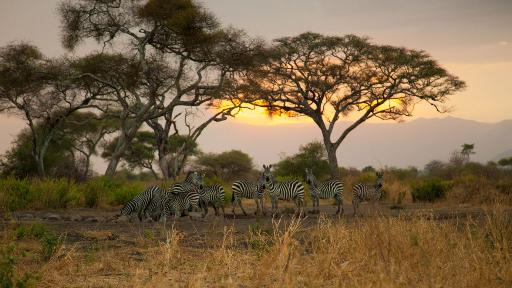 Tarangire Simba Lodge | Abendsonne Afrika