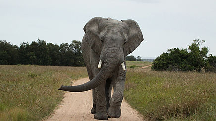 Elefant im Adoo Elephant Nationalpark in Südafrika | Abendsonne Afrika