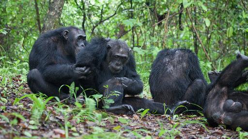 Chimpansen im Mahale Mountains Nationalpark in Tansania | Abendsonne Afrika