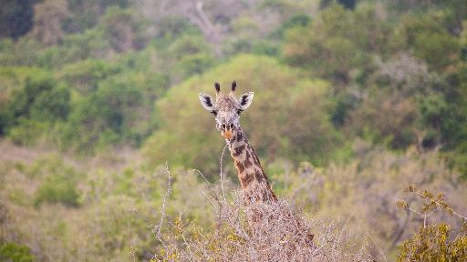 Giraffe im Nyerere Nationalpark (ehemals Selous Wildschutzgebiet)