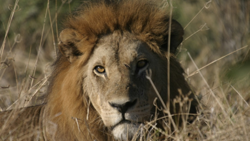 Botswana Lion Trail | Abendsonne Afrika