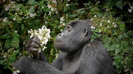 Gorilla im Bwindi Nationalpark, Uganda