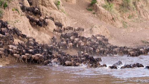 Great Migration in der Masai Mara, Kenia